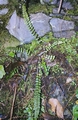 Asplenium anceps #38.jpg
