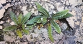 Asplenium octoploideum #09.jpg