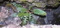 Asplenium octoploideum #14.jpg