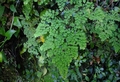 Adiantum raddianum.jpg