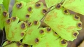 Adiantum raddianum sporangia.jpg