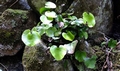 Adiantum reniforme.jpg