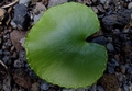 Adiantum reniforme detail.jpg