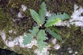 Asplenium aureum.jpg