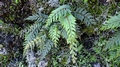 Asplenium filare.jpg
