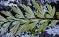 Asplenium filare sporangia.jpg