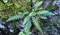 Asplenium octoploidium.jpg