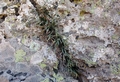 Asplenium septentrionale 2.jpg