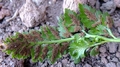 Asplenium sp. spores.jpg