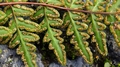 Cheilanthes guanchica sporangia.jpg