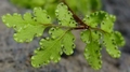 Cheilanthes maderense sporangia.jpg