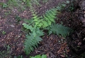 Dryopteris oligodonta.jpg