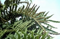 Polypodium aureum 2.jpg