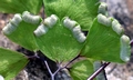 Adiantum capillus-veneris #02.jpg
