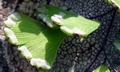 Adiantum capillus-veneris #03.jpg