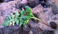 Asplenium adiantum-nigrum #02.jpg