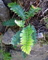 Asplenium aureum #01.jpg