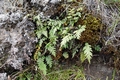 Asplenium filare #01.jpg