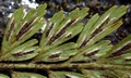 Asplenium filare #03.jpg