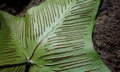 Asplenium hemionitis #02c.jpg