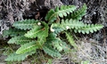 Asplenium octoploideum #01b.jpg