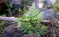 Asplenium onopteris #01.jpg