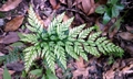 Asplenium onopteris #02.jpg