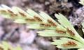 Asplenium onopteris #03.jpg