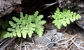 Cheilanthes maderensis #01b.jpg
