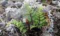Cheilanthes pulchella #01.jpg