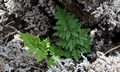 Cheilanthes sp. #01.jpg
