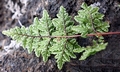 Cheilanthes sp. #02.jpg