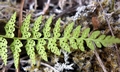 Cystopteris sp. #02.jpg