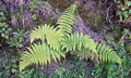 Dryopteris oligodonta #01.jpg