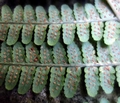 Dryopteris oligodonta #02.jpg