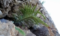Polypodium aureum #01.jpg