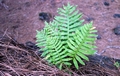 Polypodium macaronesium #01.jpg