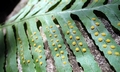 Polypodium macaronesium #02.jpg