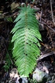 Polystichum setiferum #02.jpg