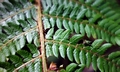 Polystichum setiferum #03.jpg