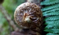 Polystichum setiferum #04b.jpg