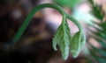 Pteris incompleta #04.jpg