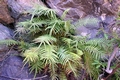 Pteris vittata #01.jpg
