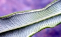 Pteris vittata #03.jpg