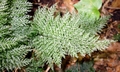 Trichomanes speciosum #02.jpg