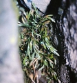 Asplenium septentrionale #35.jpg