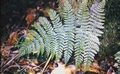 Dryopteris maderensis #16.jpg