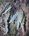 Elaphoglossum semicylindricum #06.jpg