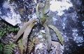Elaphoglossum semicylindricum #07.jpg