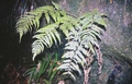 Polystichum drepanum #01.jpg